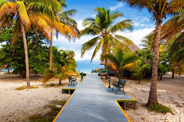 A path to the beach among sand and palm trees