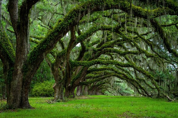 Alberi insoliti negli Stati Uniti