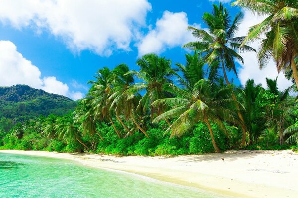 Sandstrand mit Palmen unter klarem Himmel