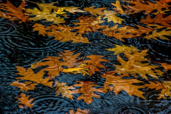 Foglie cadute autunnali sull acqua