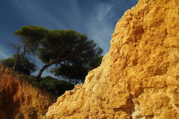 Trees growing on rocks under the open sky