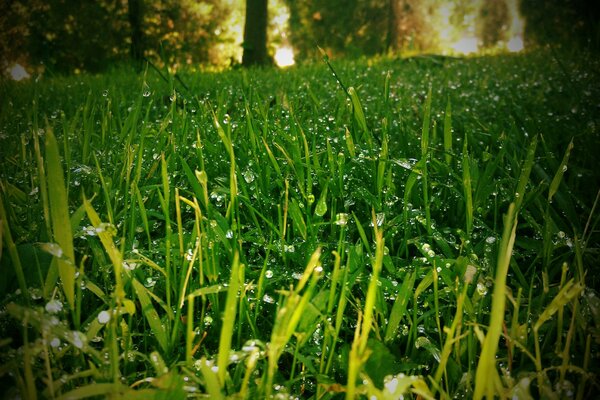 Die Diamanttau-Tröpfchen funkeln auf dem grünen Gras