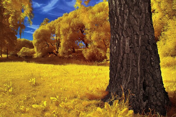 Clairière d automne jaune vif