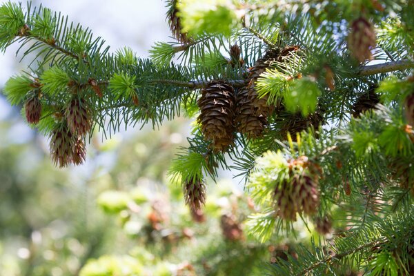 Zapfen auf einem Kiefernzweig. Die Natur