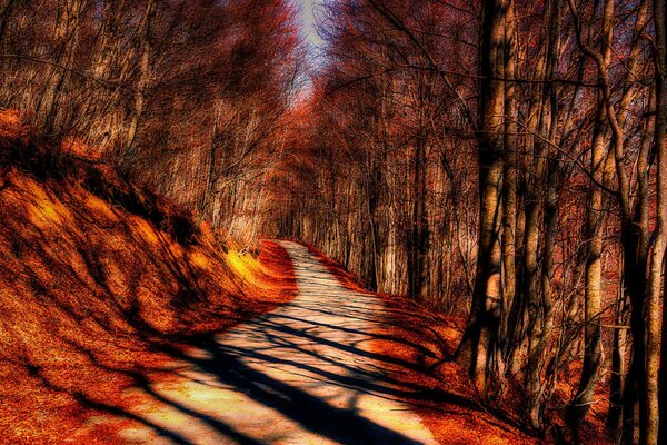 Bosque de otoño. Los árboles proyectan sombras