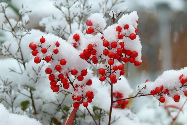 Rote Beeren im Schnee im Winter