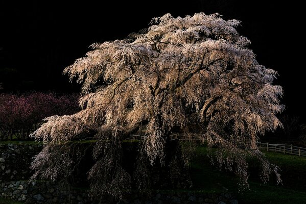 Große Sakura, blühende Blätter