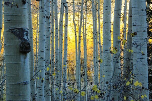 Aspen grove in autumn in Colorado (USA)