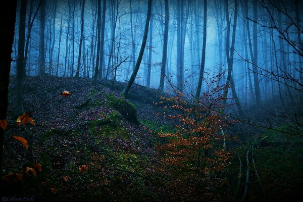 Dans la forêt brumeuse, il y a des arbres