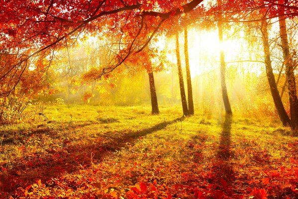 Jesienna przyroda, piękne drzewa na żółtym tle