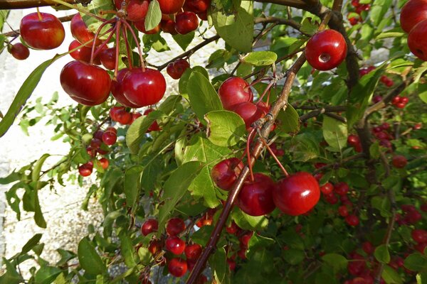 Ripe red cherries on a tree