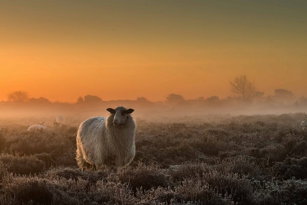 Champ dans le brouillard, mouton perdu