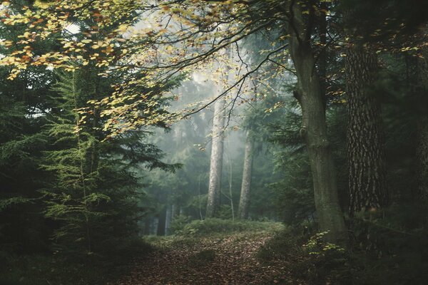 Paysage brumeux dans une forêt mystérieuse