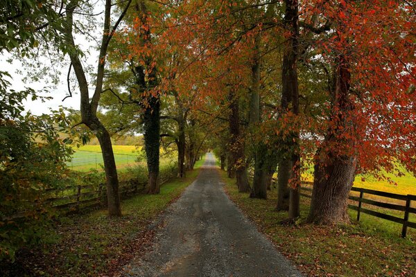 A cozy road in the countryside