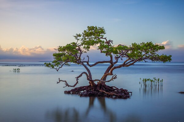 The tree of life in the middle of a large lake