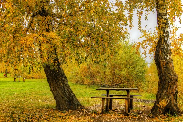 Autumn day, park, trees tables yellow foliage on the ground