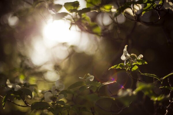 The rays of the sun seep through the branches of trees