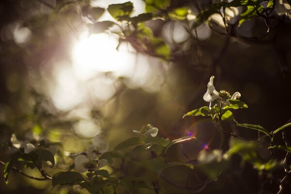 Los rayos del sol a través de las ramas de los árboles se filtran