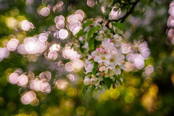 Jardin fleuri au printemps