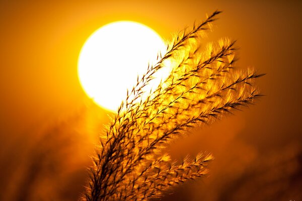 Un ramo de cereales en el sol brillante