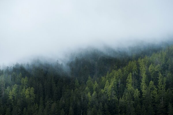 Ein weißer Schleier ist mit Nebel über dem Wald bedeckt
