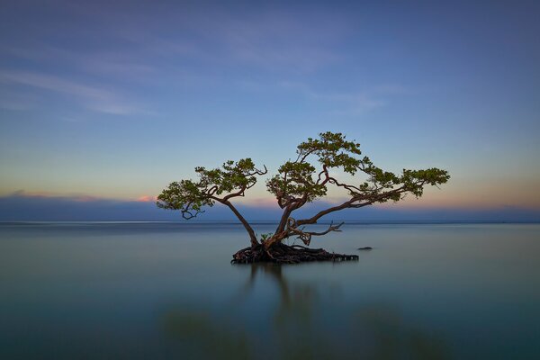 A lonely tree in the middle of a big sea