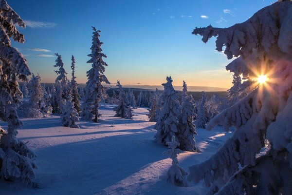 Winter fir trees in the rays of the setting sun