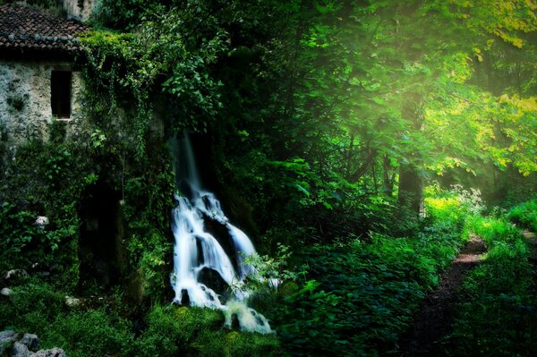 Route dans la forêt. Forêt verte