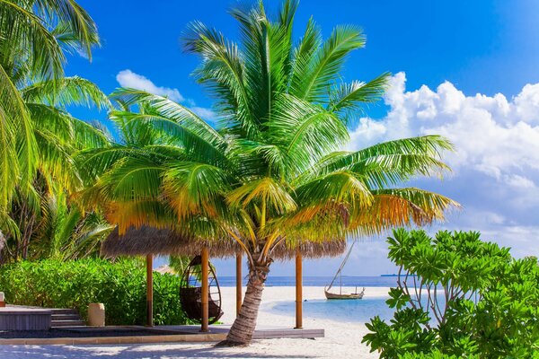 Swing among palm trees on the tropical coast