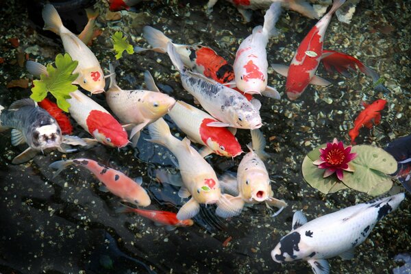 Los peces nadan en el agua