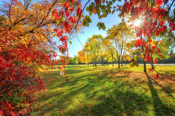 Bright alley in the park in autumn