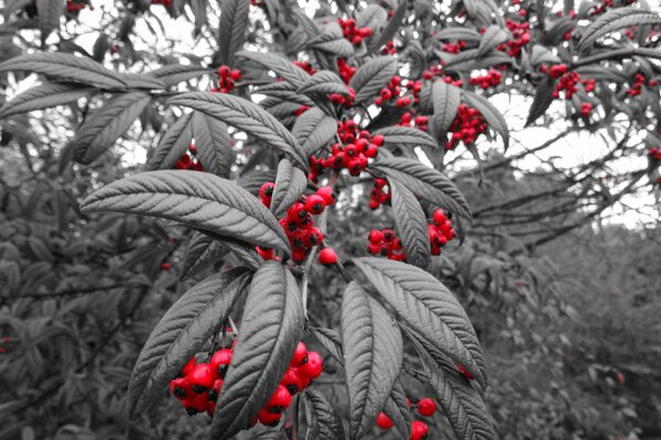 A tree with gray leaves and red fruits