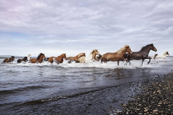 Una manada de caballos sale corriendo del agua