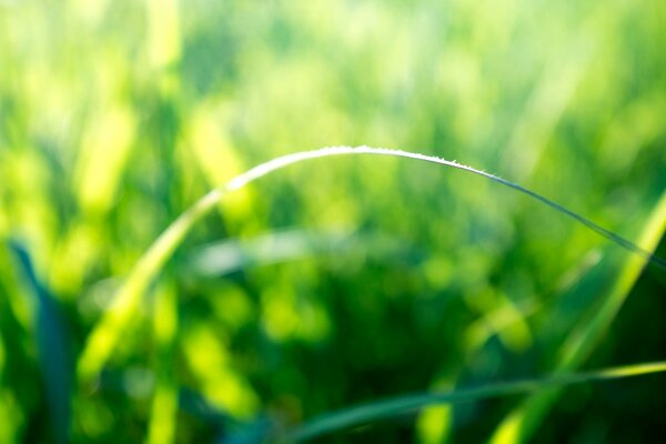 Immagine macro di un filo d erba verde