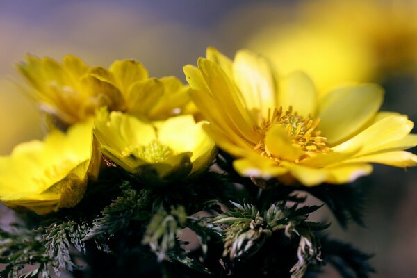 Flores amarillas hermosas al sol