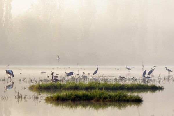 Aves en el lago en la niebla