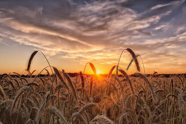 Ohren bei Sonnenuntergang sind wie Heuschrecken