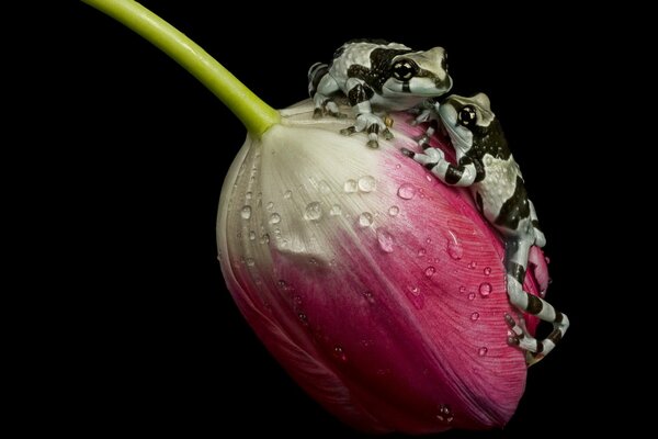 Chamäleon auf einer roten Tulpe , Natur