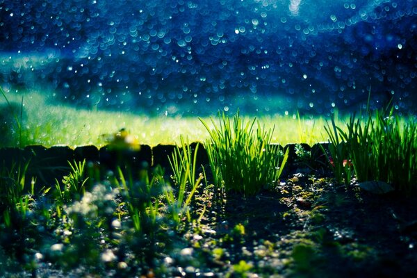 Suculentas verduras con cielos oscuros