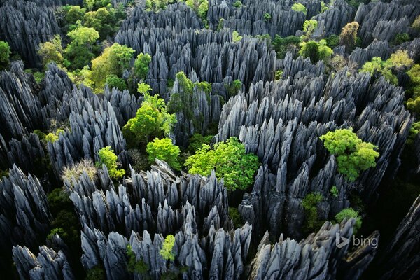 Madagascar , National Park of trees