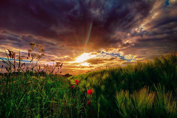 Landscape sunset on green meadows