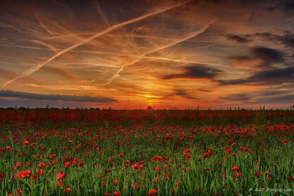 En été, les coquelicots rouges poussent dans le champ