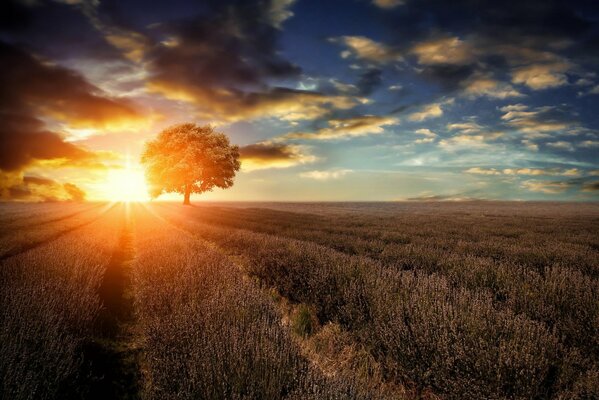 Unendliche Weiten , ein einsamer Baum, der die Sonne verbrannt