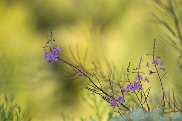 Fiori viola sul campo