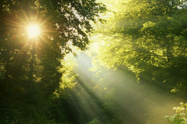 The sun s rays through the trees