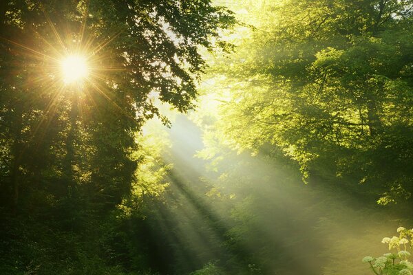 Raggi di sole attraverso gli alberi