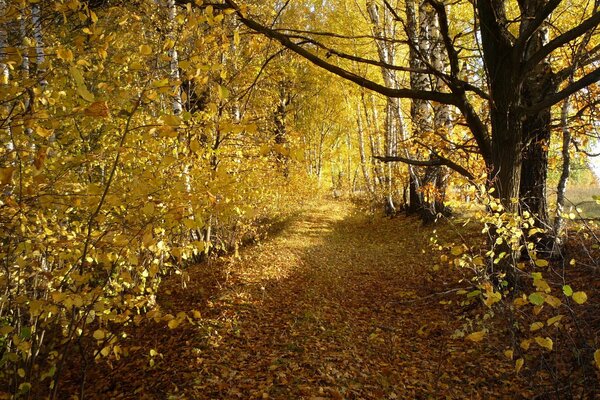 Herbststraße in öfter Bäume