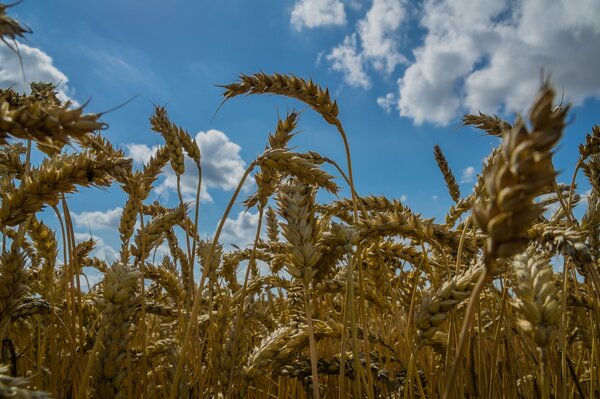 Wheat ears are waving in the field