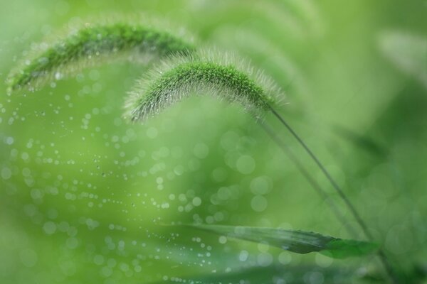 Erba verde in lavorazione nella foto