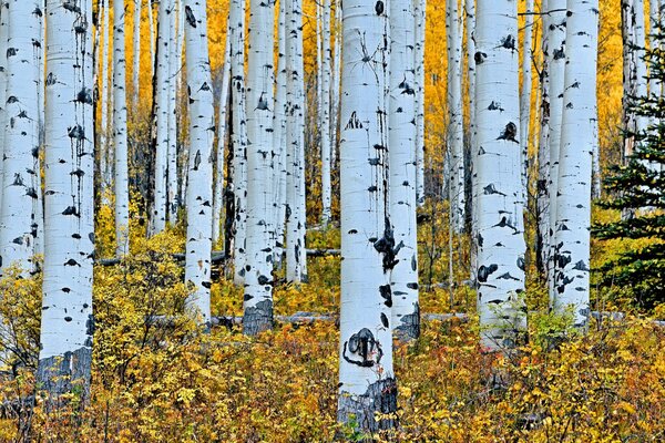 Bouleau bosquet noyé dans les feuilles d automne